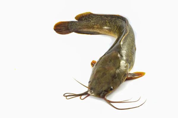 TK.Yellow Cat fisch(Ca tre Vang)