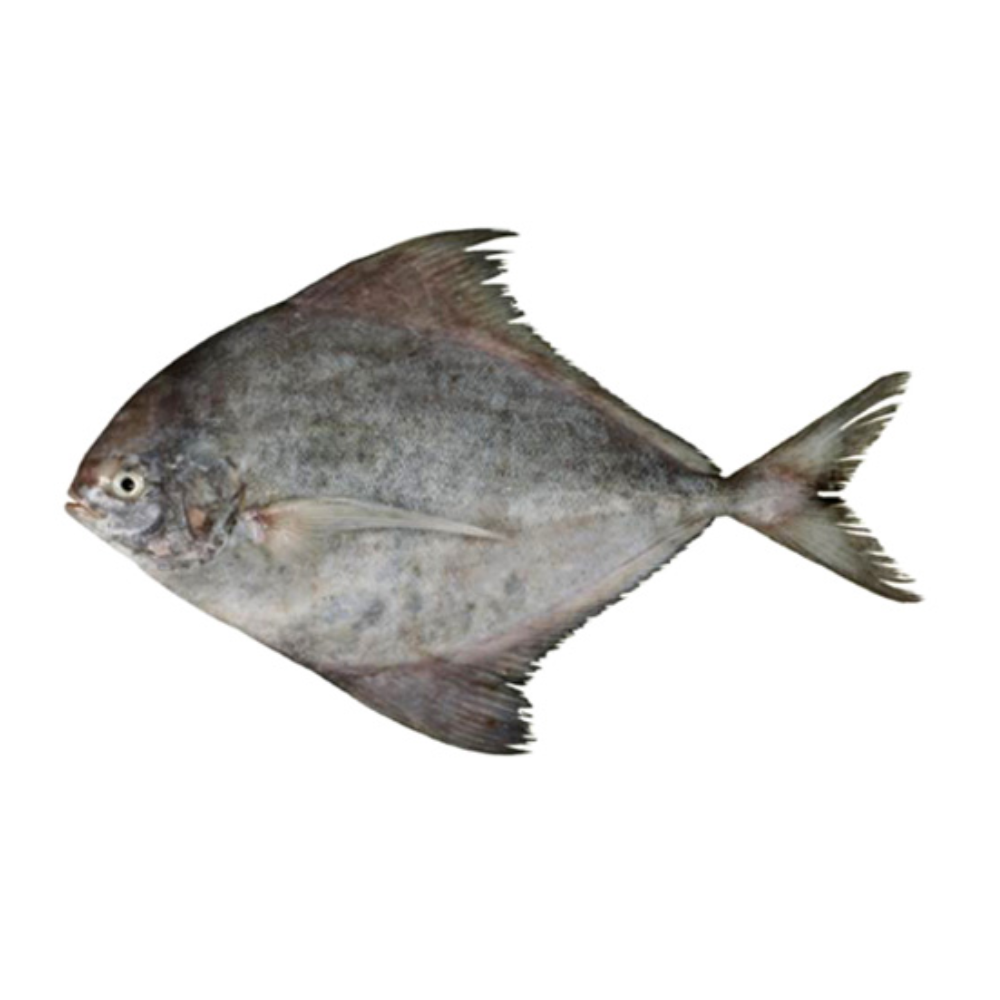 TK.Schwarzer Pomfret(Ca Chim Den)