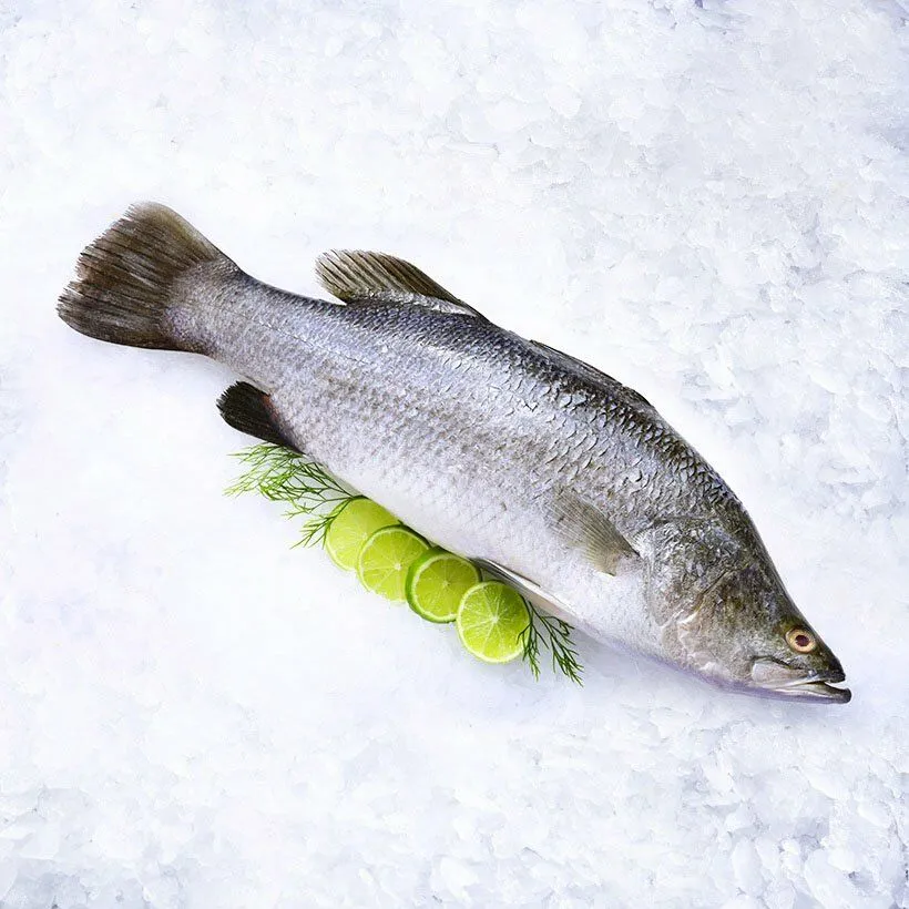 TK.Barramudi (Ca Chem )